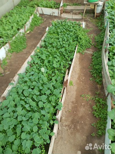 Рассада капусты