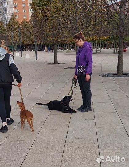 Кинолог, Зоопсихолог, дрессировка и воспитание