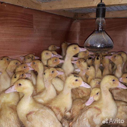 Муларды и утята