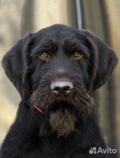 Дратхаар вязка