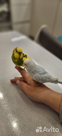 Волнистый попугай