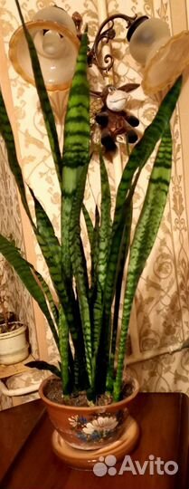 Комнатные цветы