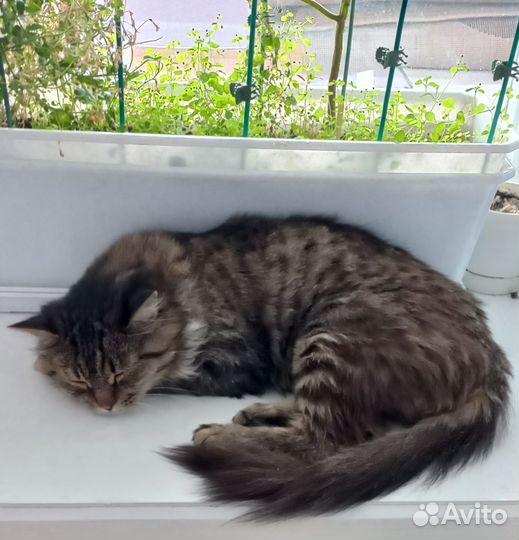 Кошка