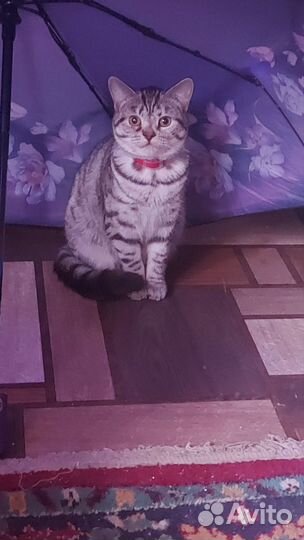 Бронь котята