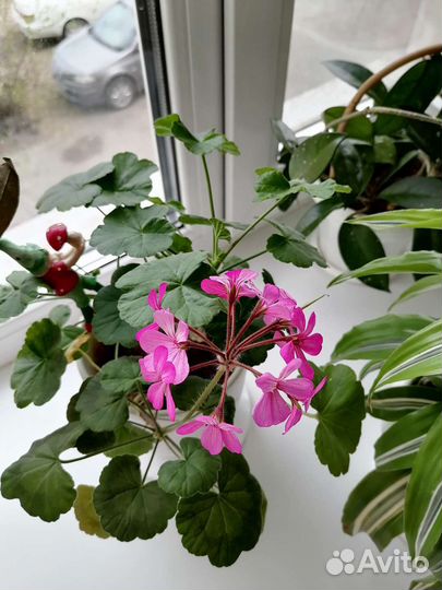 Комнатные цветы