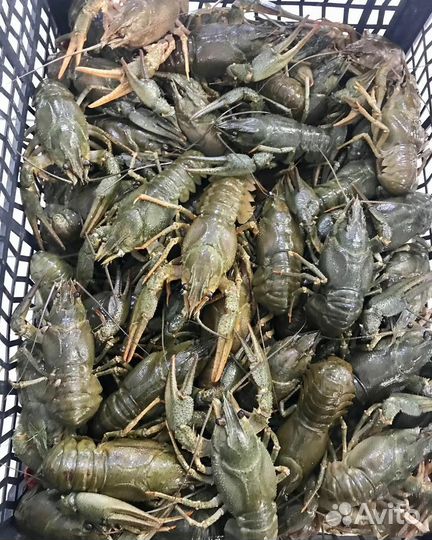 Раки вкусные