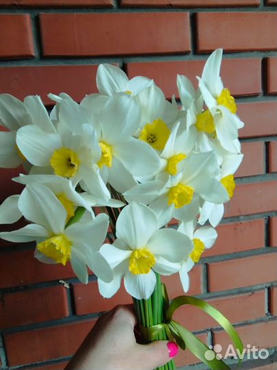 Нарциссы букет актуально