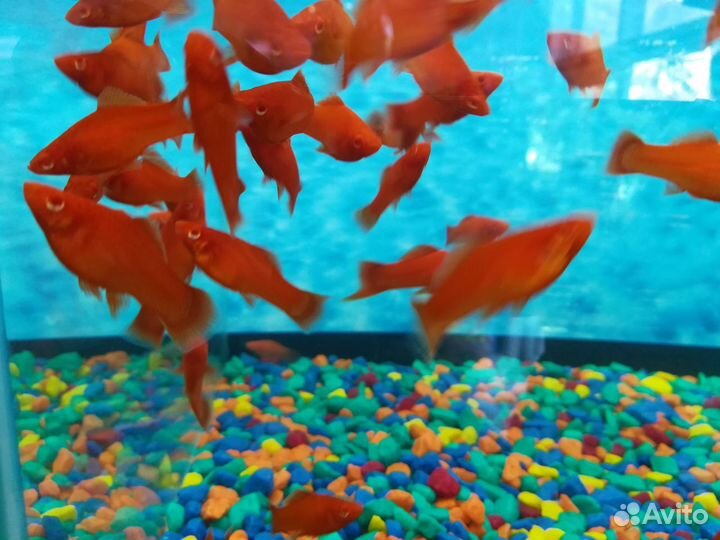 Аквариумные рыбки в ассортименте