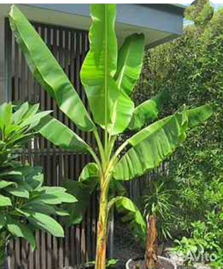 Банановая пальма