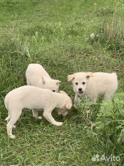 Щенки