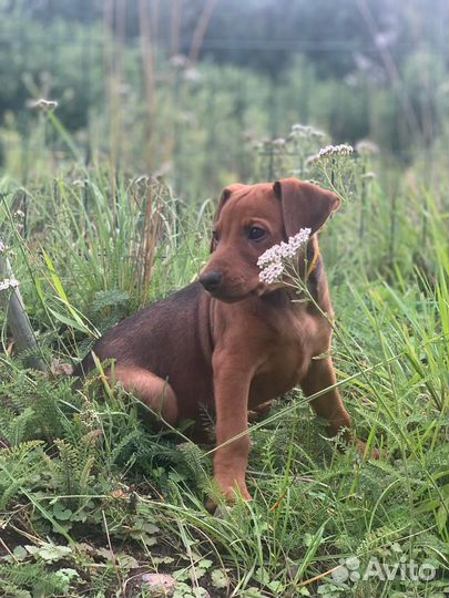 Щенки немецкого/ стандартного пинчера