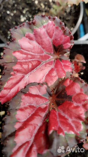 Бегония черная мамба, тигровая и другие комнатные