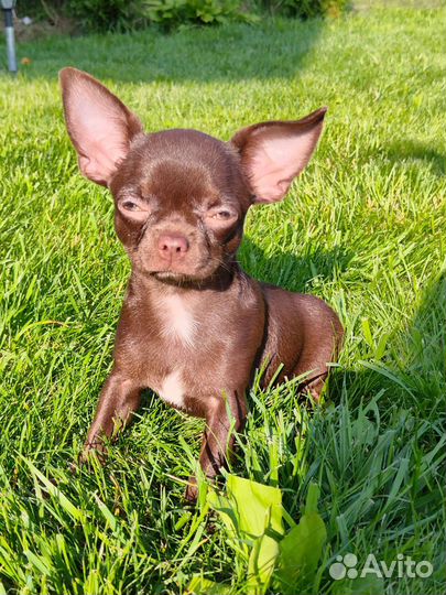 Чихуахуа девочки РКФ