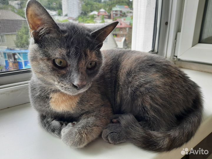 Кошечка-подросток