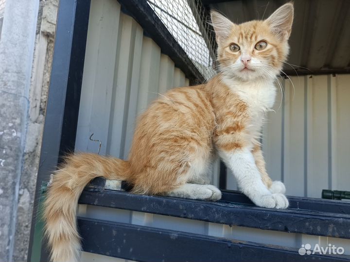 Игривый рыжый котенок