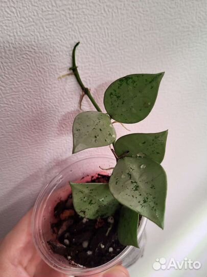 Хойи: нова ghost, вайети, розита, лакуноза эскимо