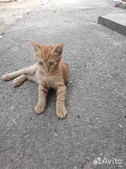 Отдам в добрые руки милых котят