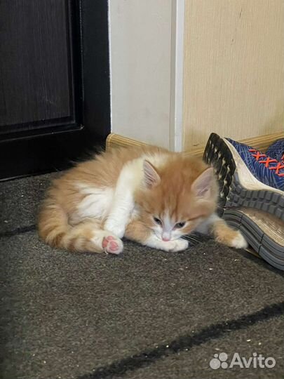 Пушистый рыжий котенок мальчик