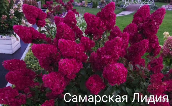 Гортензия метельчатая Скайфолл и др