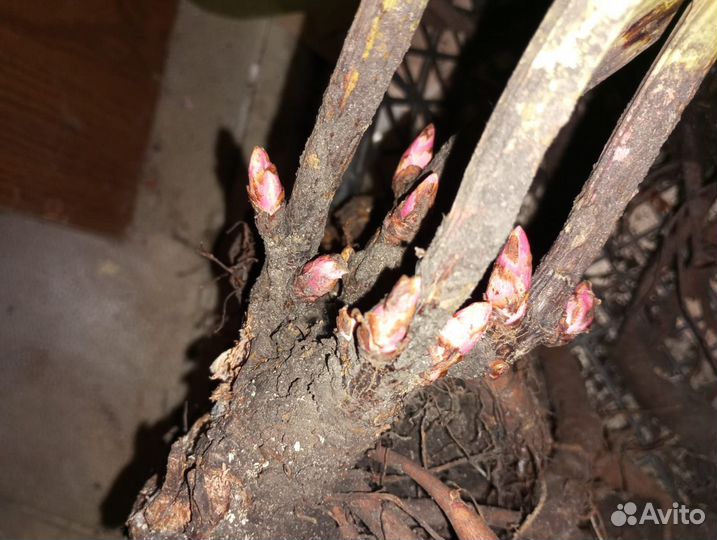 Пион желтый саженцы