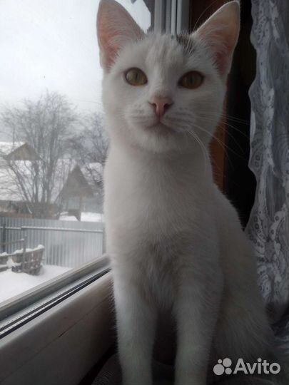 Турецкая ангора