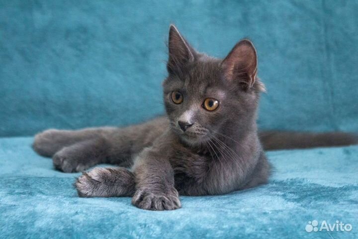 Грей - просто энерджайзер