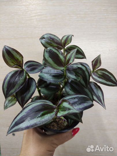 Традесканция