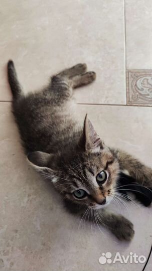 Котенок 3 месяца
