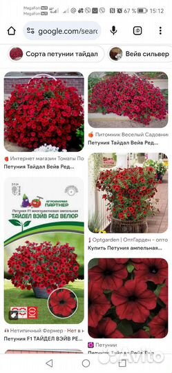 Петунии Тайдал