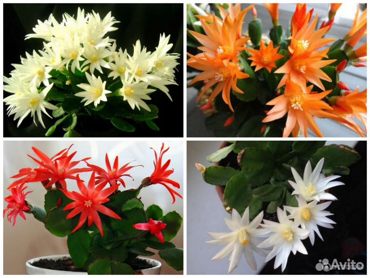 Рапсолидопсисы