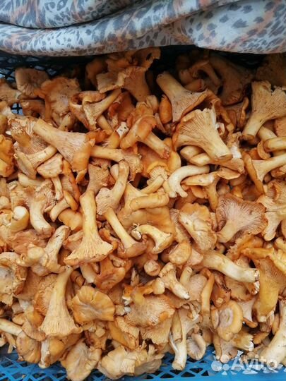 Продукты питания