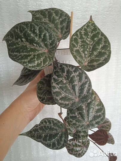 Перец орнатум, шафранный