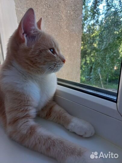 Поиск дома для юной кошечки