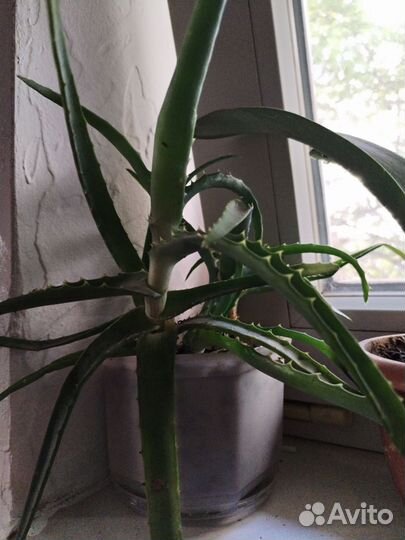 Цветы обмен