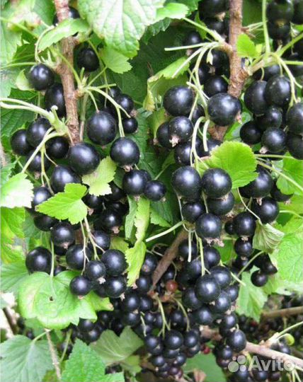 Черная смородина 
