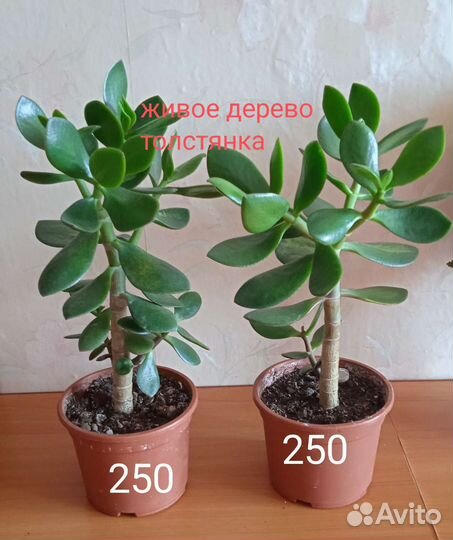 Комнатные цветы. Цена на фото