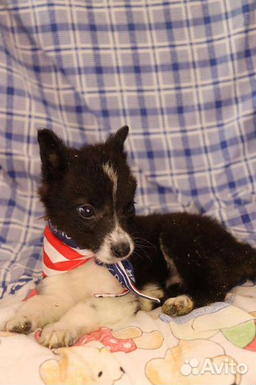 Щенок в поисках дома