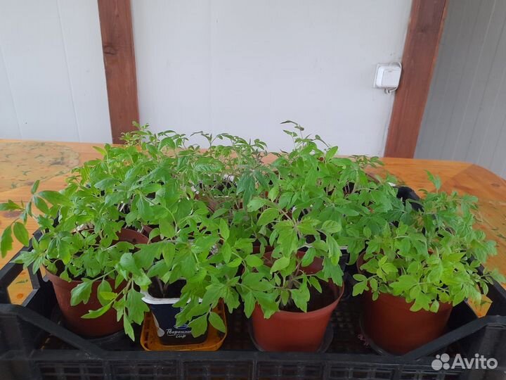 Рассада перца,томатов,семена сортовой фасоли