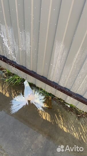 Продажа голубей