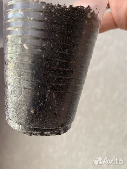 Кислица (Оскалис)