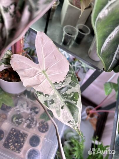 Алоказия Пинк дракон вариегатная albo