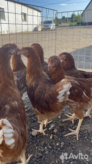 Продажа птицы