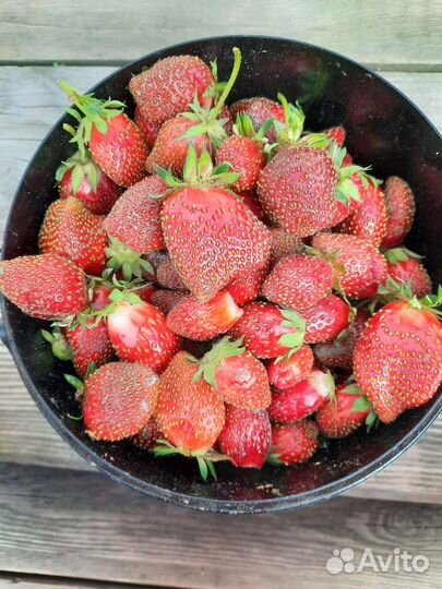 Рассада клубники