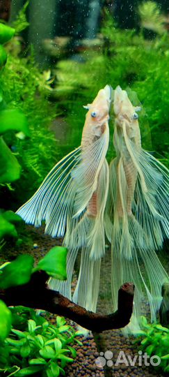 Анциструс L144 вуаль