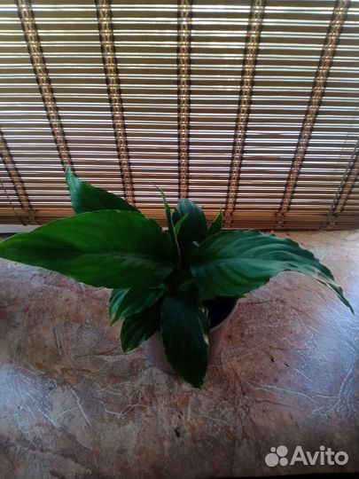 Сочные спатифиллумы