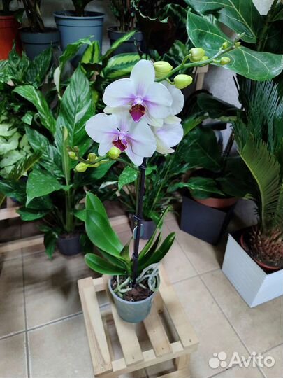 Орхидея Mountion с мутацией