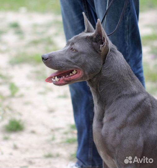 Тайский риджбек в добрые руки