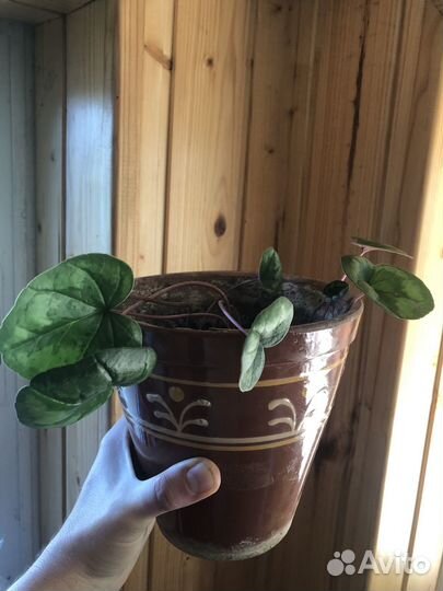 Альпийская фиалка (цикломен)