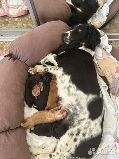 Кокер спаниель