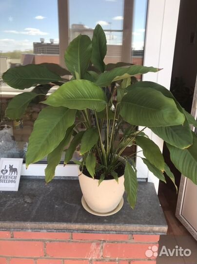 Комнатные растения